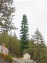 AT&T monopine behind Truckee Safeway